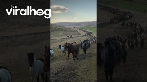 Hundreds of Icelandic Horses Returning From the Highlands || ViralHog