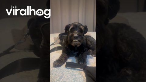 Half-Eaten Treat Gives Dog Buck Teeth || ViralHog