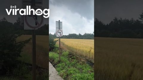 Staffy Prances Through the Field || ViralHog