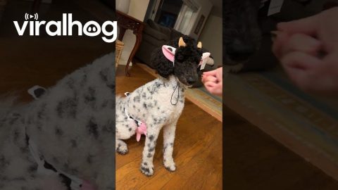 Parti Poodle's Cow Halloween Costume || ViralHog