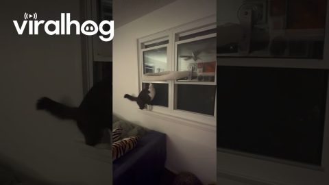 That’s One Way to Close a Window || ViralHog