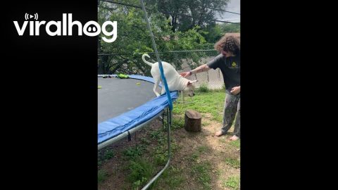 Dog Gets the Zoomies on a Trampoline || ViralHog