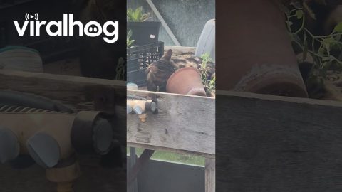 Cat Broke Into a Greenhouse at Work and Found the Cat Nip || ViralHog