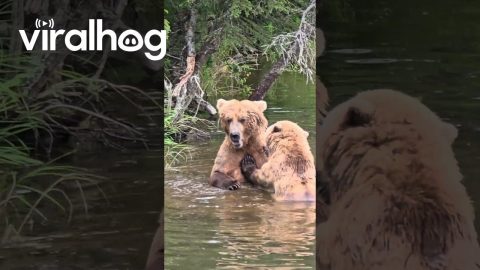 Two Brown Bears Splash And Play At Brooks Falls || ViralHog