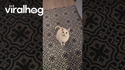 Cat Can’t Relax Until We Witness His Hop, Twirl, and Flop || ViralHog
