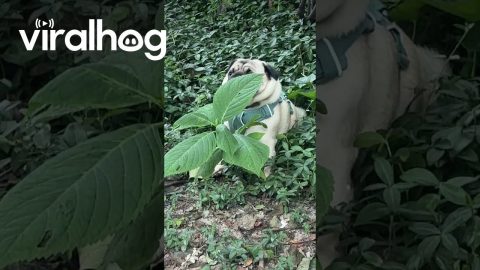 Pug Pretends She's a Plant to Get Out of Leaving the Park || ViralHog
