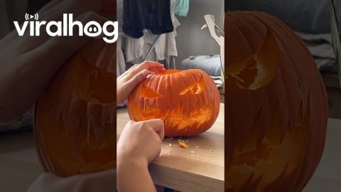 Scary Pumpkin, Silly Pumpkin || ViralHog