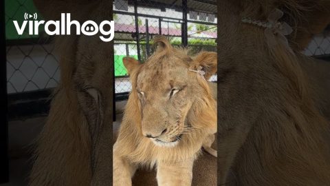 Handsome Lion's Pretty Hair Bow || ViralHog