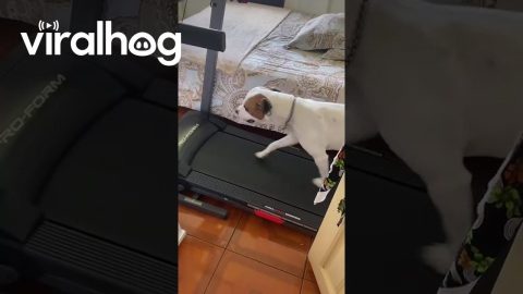 Treadmill Pittie Takes A Jog || ViralHog