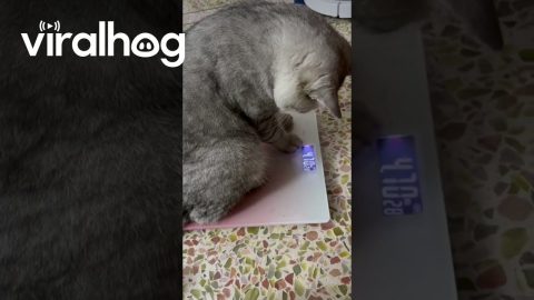 Cat Steps on the Scale || ViralHog