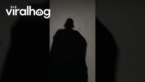 Shadow looks like Darth Vader || ViralHog