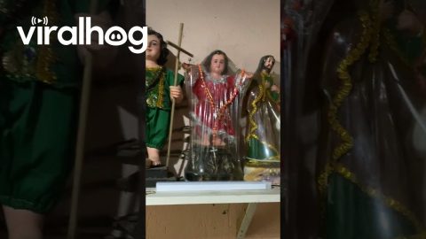 Cat Praying to Saints || ViralHog