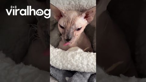 Sphynx Cat Gets Blanket Stuck on Its Tongue || ViralHog