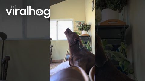 Dog Hooting and Hollering Over Sirens || ViralHog