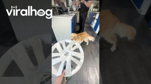 Golden Retriever With Her Emotional Support Hubcap || ViralHog