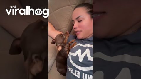 Talkative Pinscher Puppy || ViralHog