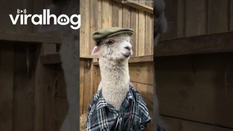 A Very Handsome Alpaca || ViralHog