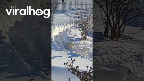 Little Dogs Run Around Yard's Snow Track || ViralHog