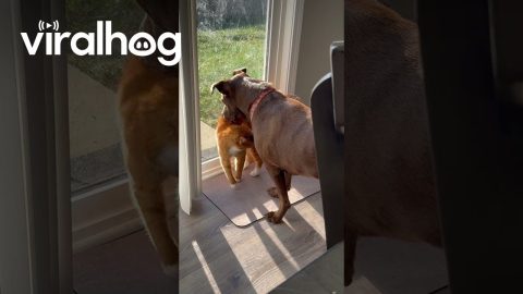 Cat Crushes On Labrador || ViralHog