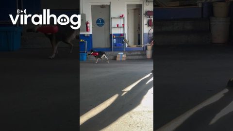 Where'd the Ball Go? || ViralHog