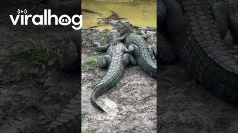 Alligator Besties Share A Cuddle || ViralHog