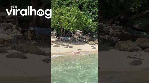 Pig Plays in Waves || ViralHog