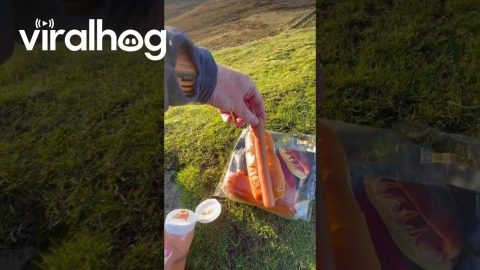 Hotdog Flask || ViralHog