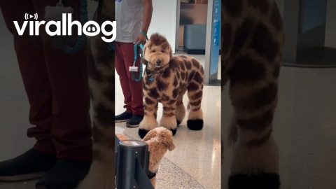 Dog Looks Like a Giraffe || ViralHog