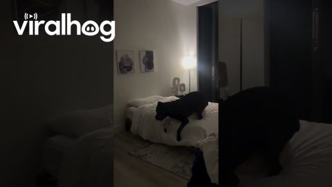 Mastiff's Big Zoomies Make Bed Look Small || ViralHog