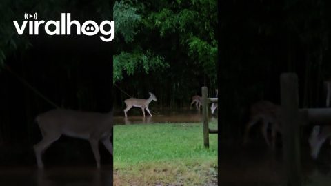 Mama Deer and Fawns Play in Puddle || ViralHog