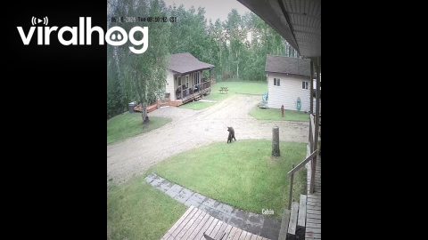 Bear Cubs Roughhousing in the Front Yard || ViralHog
