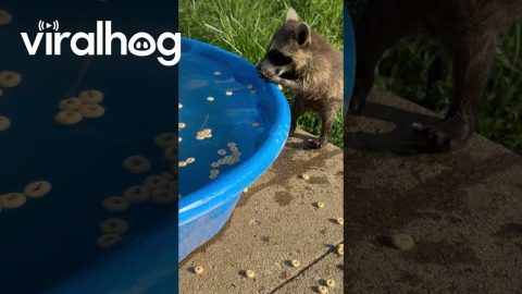 Raccoon Kit in the Kiddie Pool || ViralHog
