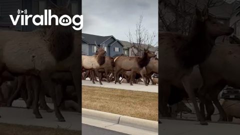 Amazing Local Traffic in Loveland Colorado || ViralHog