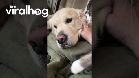 Blind Dog's Reaction to Cat's Loving Kiss || ViralHog