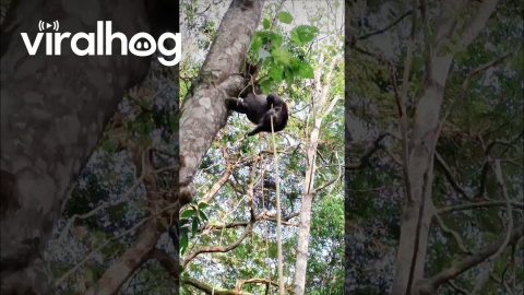 Smart Sloth Mom Uses Rope To Rescue Baby || ViralHog