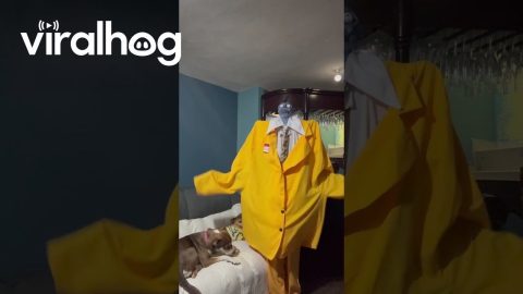 Bob the Shrinker Costume Reveal || ViralHog
