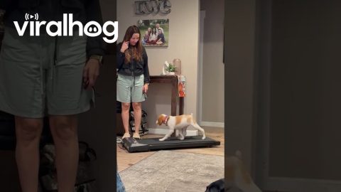 My Puppy Took Over my Walking Pad || ViralHog