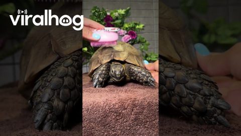 Shelly the Tortoise Is 40 Years Old and Still Glowing || ViralHog