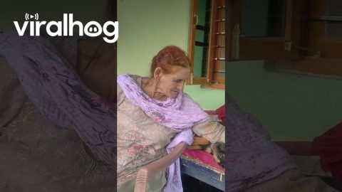 Rottweiler Teases Grandma With Puppy Teeth || ViralHog