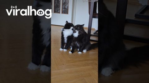 Twin Tuxedo Cats Rub Heads Together || ViralHog