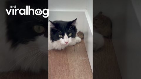 Cat Bats At Befriended Mouse || ViralHog