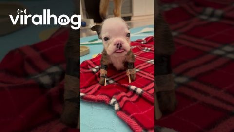 Walter Takes His First Steps || ViralHog