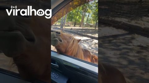 Hungry Horse Opens Wide || ViralHog