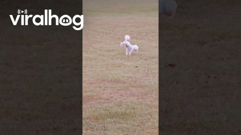 Sunset Video Interrupted || ViralHog