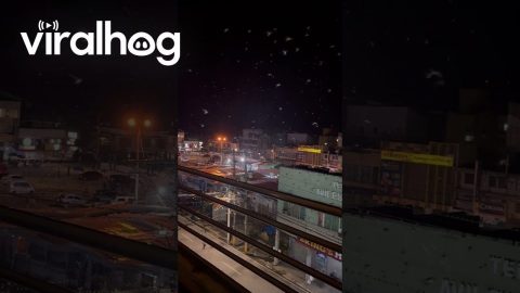 Massive Flock of Birds Take Flight After Earthquake || ViralHog