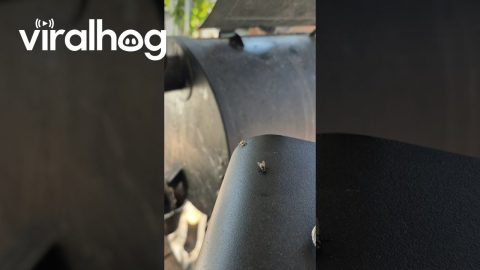 Spider Stalks a Fly and Husband Is Dehydrated || ViralHog
