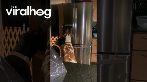 Great Danes Using the Ice Dispenser || ViralHog