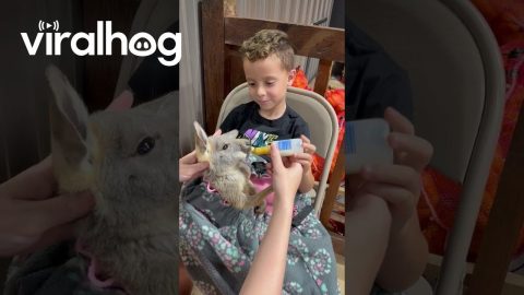 My Son Asked if the Kangaroo Has Autism || ViralHog