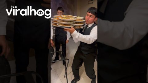 Server Carries Several Piles Of Plates || ViralHog