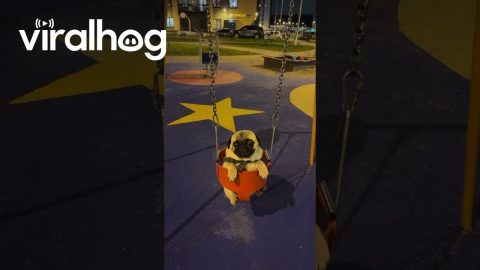 Pug in a Swing || ViralHog